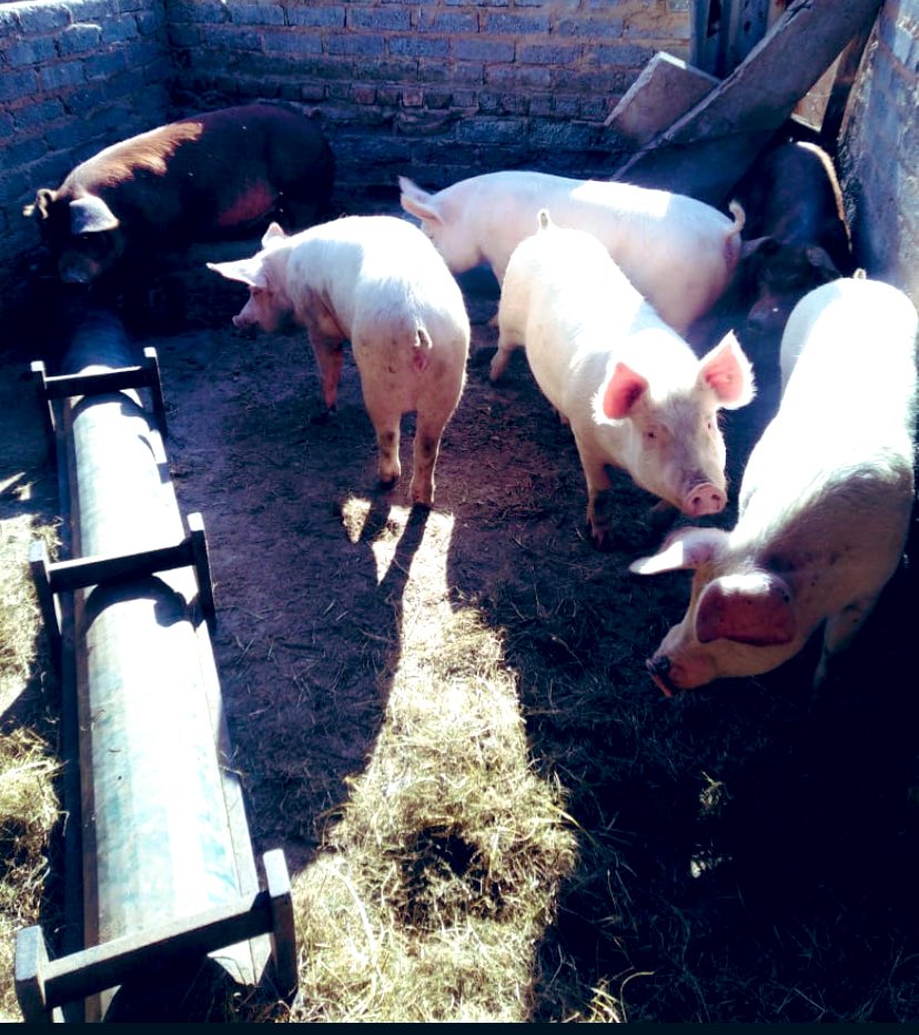 SphiweMashiyane's tweet photo. Still prioritising pig farming at Sphiwe farm. #Pigfarming 
#Sphiwefarm
#agriculture https://t.co/xT2IfHmUp7