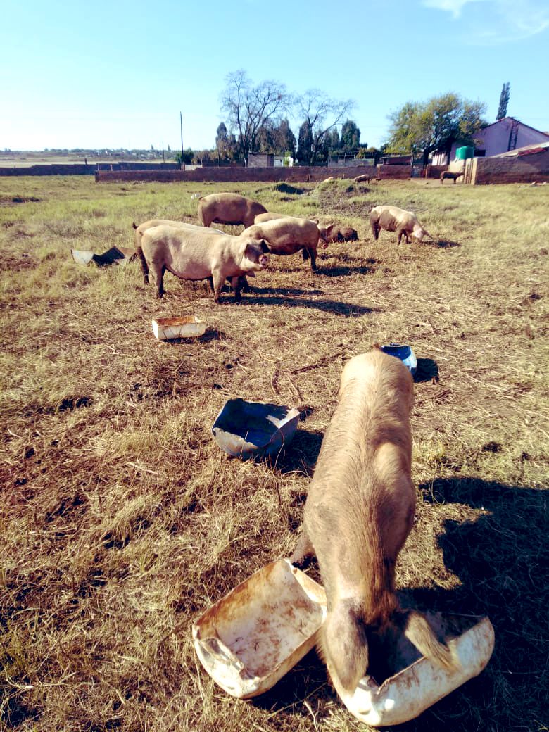 SphiweMashiyane's tweet photo. Still prioritising pig farming at Sphiwe farm. #Pigfarming 
#Sphiwefarm
#agriculture https://t.co/xT2IfHmUp7