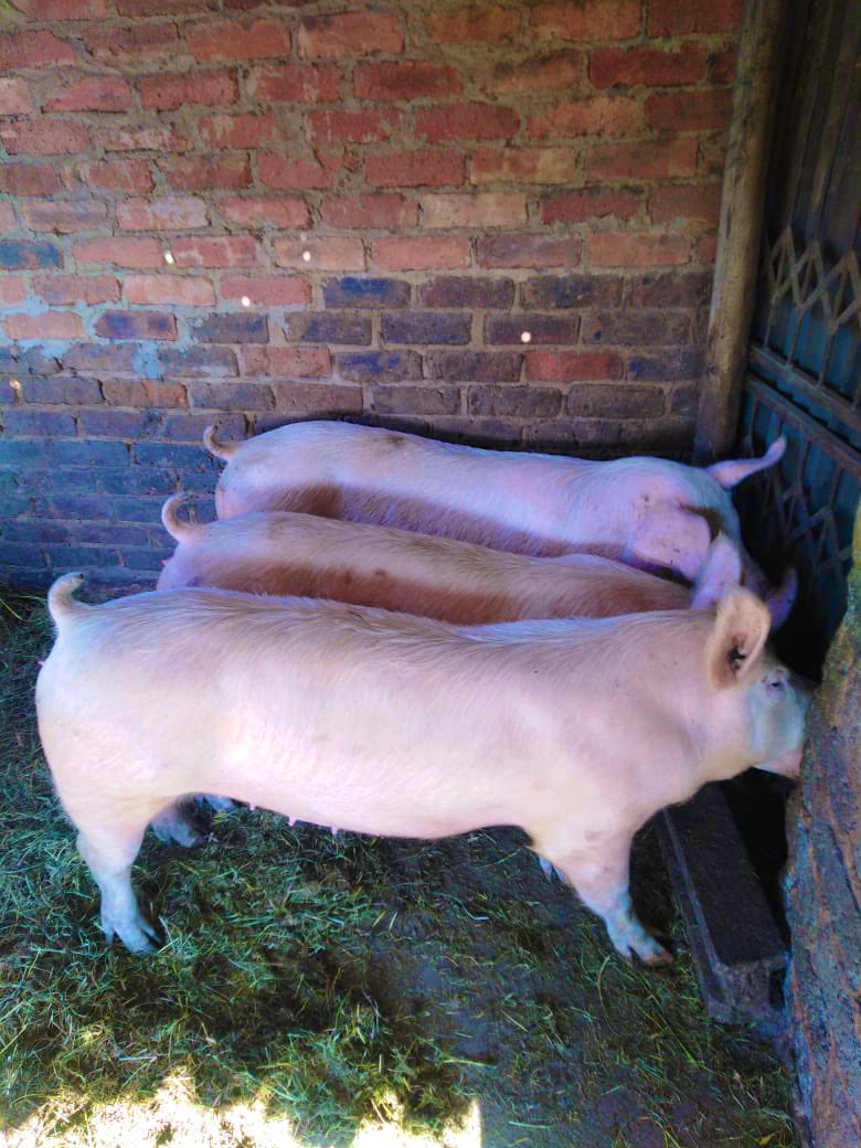 SphiweMashiyane's tweet photo. Still prioritising pig farming at Sphiwe farm. #Pigfarming 
#Sphiwefarm
#agriculture https://t.co/xT2IfHmUp7