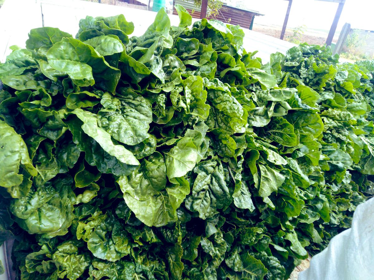 SphiweMashiyane's tweet photo. How it started:
How it’s going:
#vegetablesfarming
#plant22 #agriculture 
#Sphiwefarm https://t.co/CEB5ze1LZV