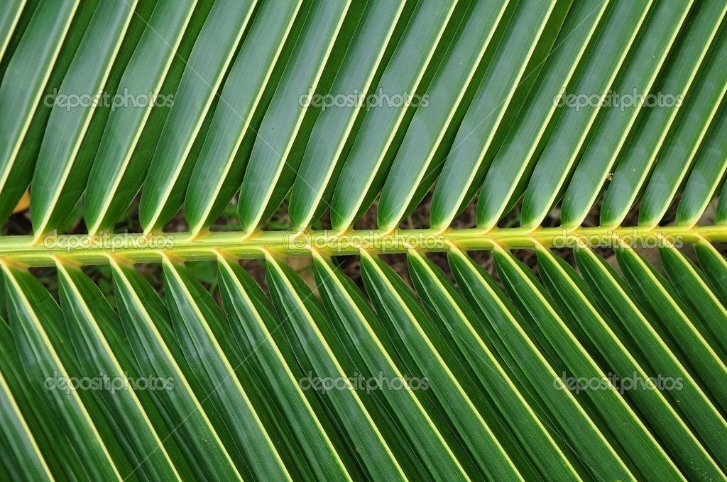IamLee3609's tweet photo. @elonmusk Missed to add, this is available in Bengaluru, Karnataka, India.. This mfg indy is picking up slowly, coconut leaf's length and breadth and angle of rolling to make straw is ideal https://t.co/8tBuy7cHdu