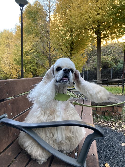 コッカースパニエルのtwitterイラスト検索結果 コッカースパニエルのtwitterイラスト検索結果