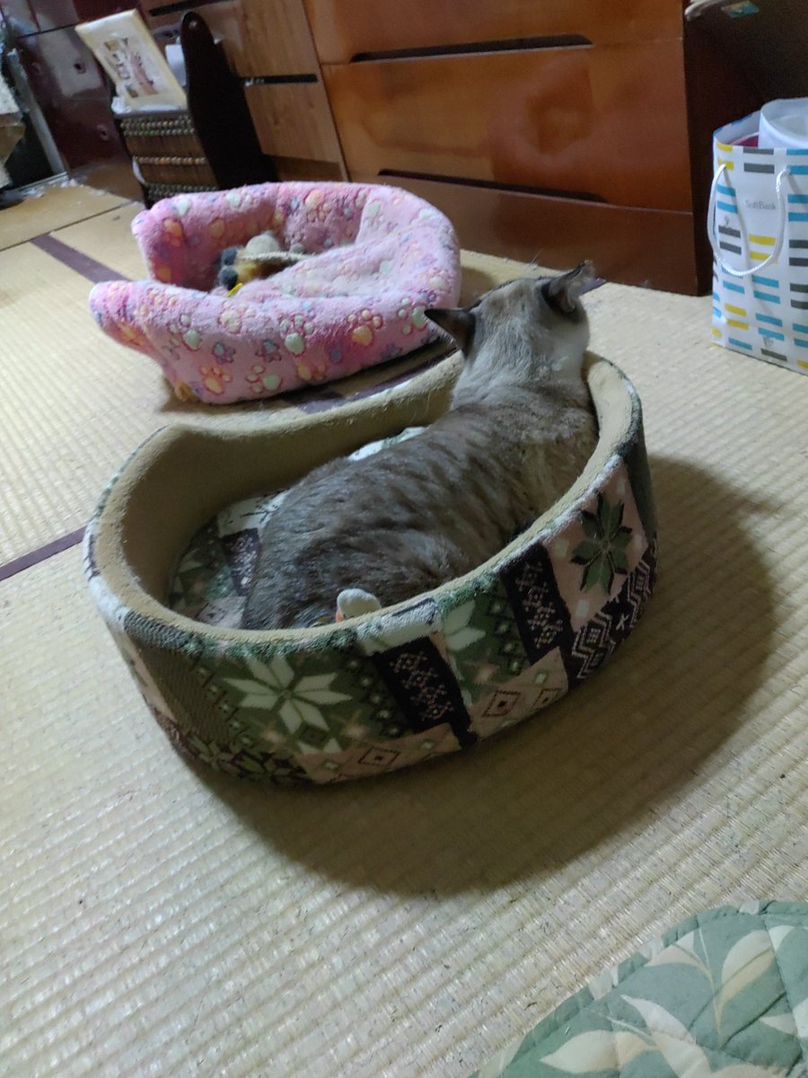 tokoma77's tweet photo. 今日は
ずうっと
寝てますよ。（笑）😴 https://t.co/tdnt2IwSkw