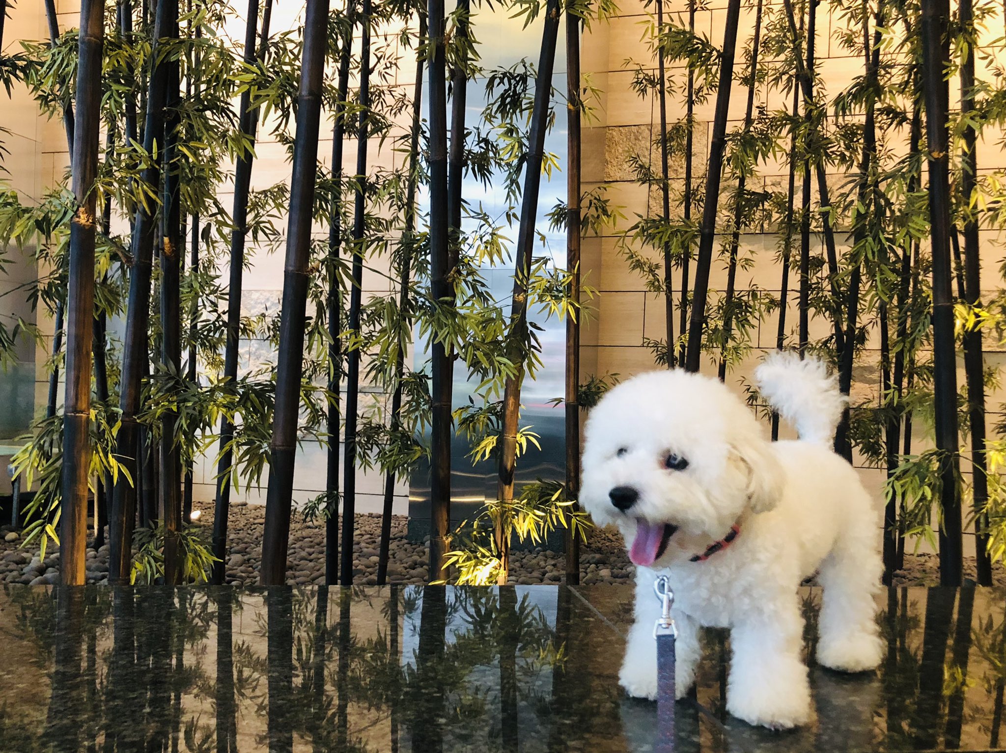 白フワ犬 ビジョンフリーゼ わた ふわぁ 可愛い写真撮れそうと思って構えてたのに わたは全然その気無し 犬 あくび ビションフリーゼ ふわふわ モコモコ T Co Tnijz7szgz Twitter