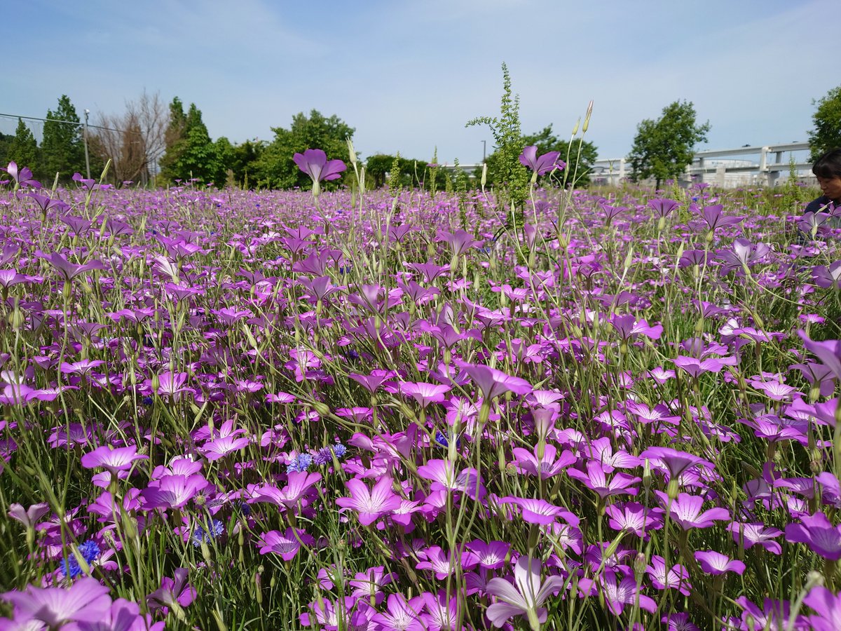 横浜市営地下鉄新横浜駅徒歩約15分の場所にある新横浜公園 日産スタジアム では アグロステンマや矢車草の花 摘みを無料で行うことができます ５月15日 日 まで 子どもの背丈ほどの高さの美しい花の摘み取りが楽しめます 横浜市営地下鉄 日産スタジアム