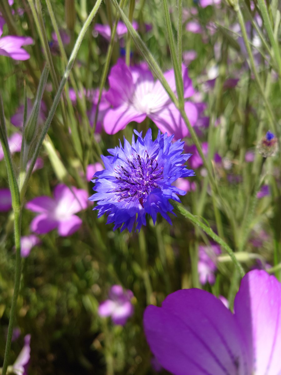 横浜市営地下鉄新横浜駅徒歩約15分の場所にある新横浜公園 日産スタジアム では アグロステンマや矢車草の花 摘みを無料で行うことができます ５月15日 日 まで 子どもの背丈ほどの高さの美しい花の摘み取りが楽しめます 横浜市営地下鉄 日産スタジアム