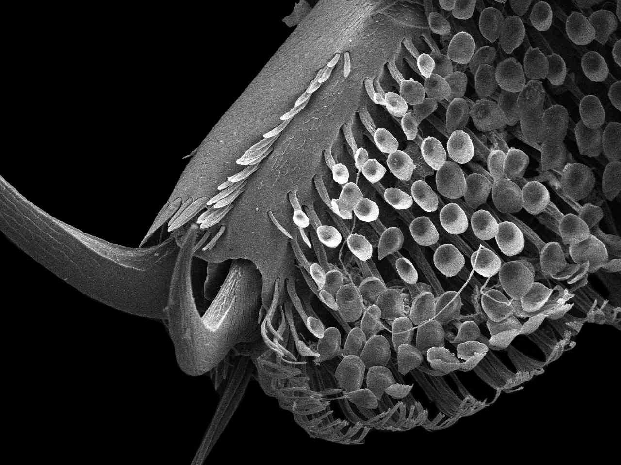 豊田ホタルの里ミュージアム على X: 