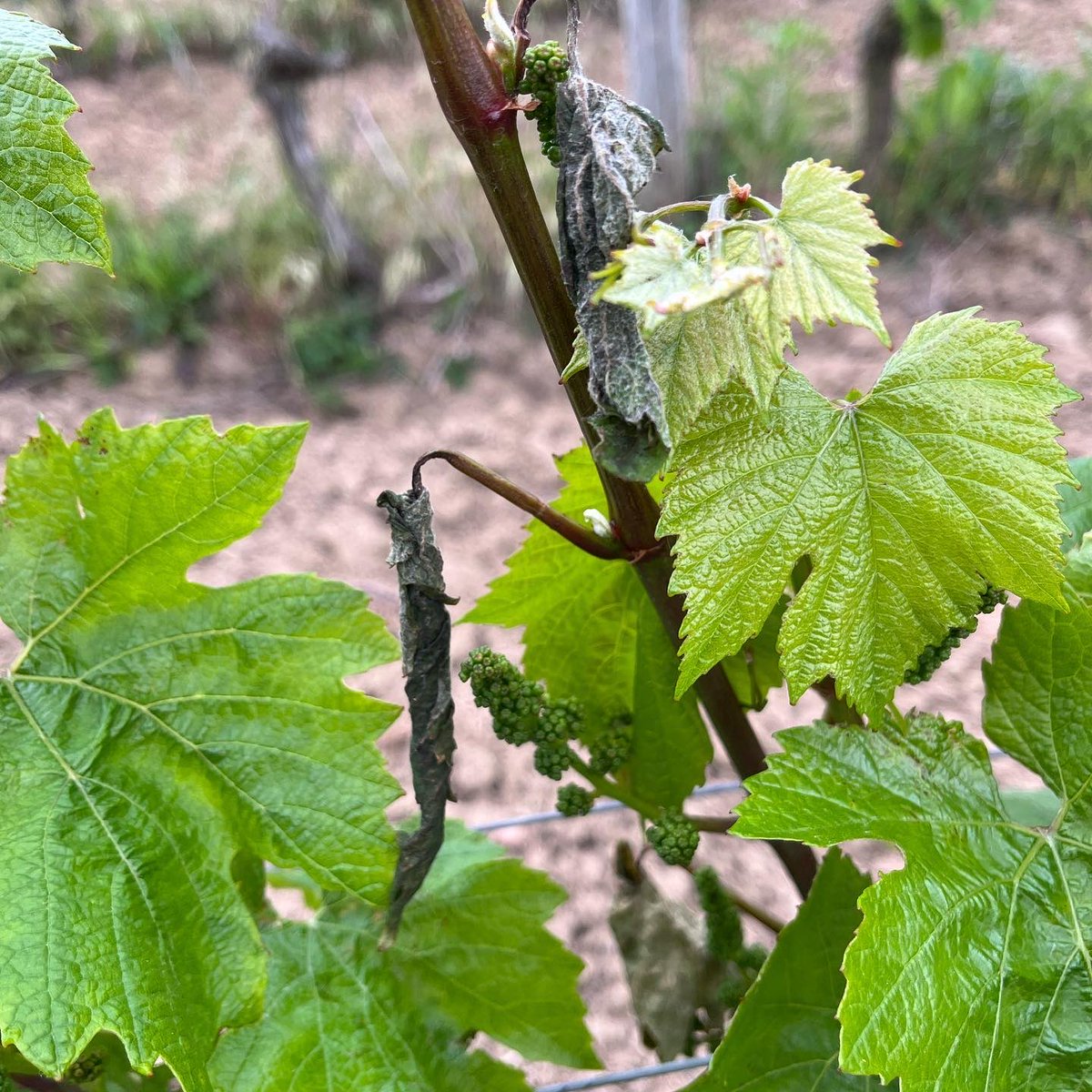 A “Cigarier”. Totally harmless insect who builds her house in a vine leaf. Not found in many conventional vineyards but pretty much in all #organic #bio vineyards.
#viticulture #greatname