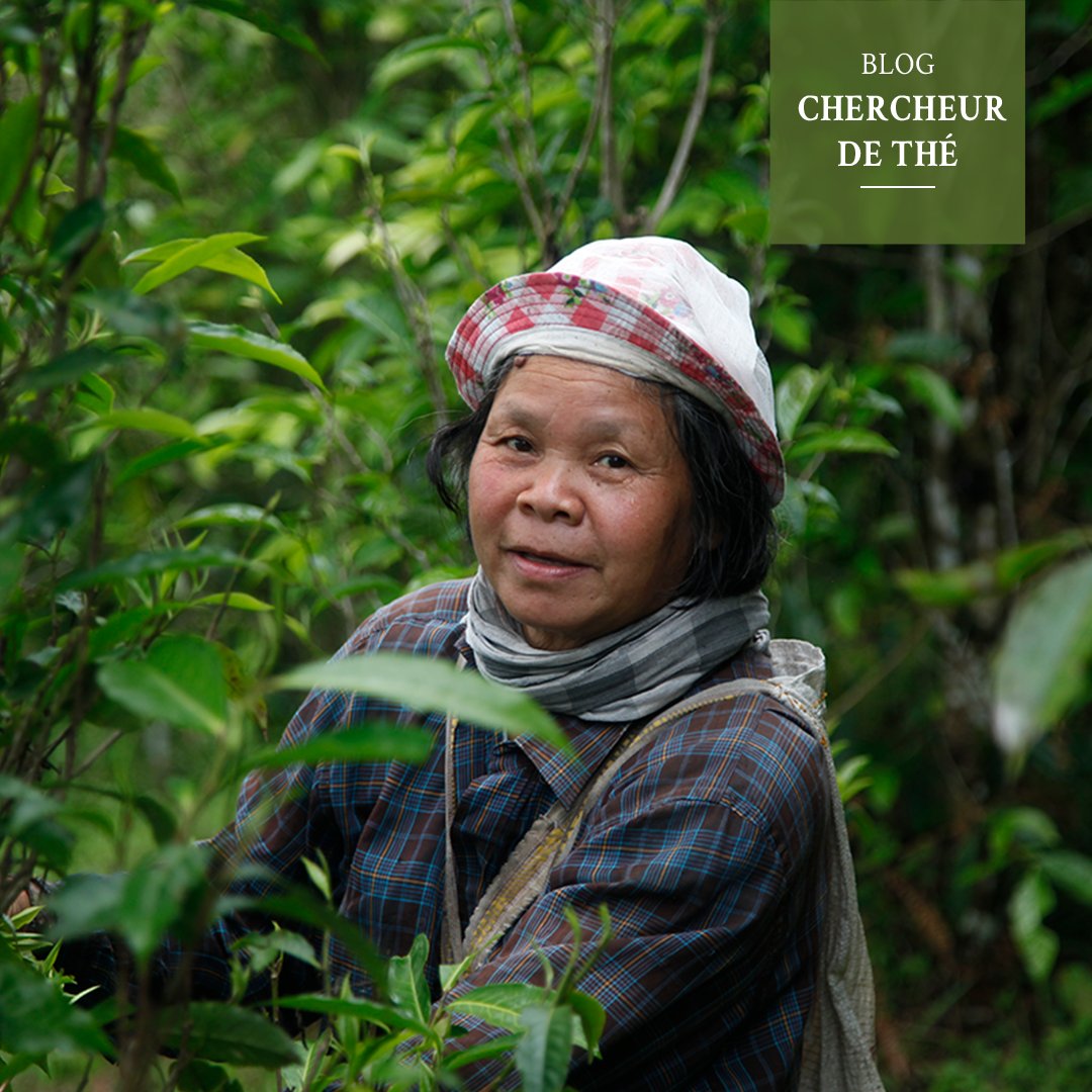 palaisdesthes's tweet photo. François-Xavier Delmas nous emmène en Thaïlande où les théiers poussent dans la jungle. Un article à découvrir sur le blog https://t.co/rpLJ68oDWl 👉https://t.co/YGgsPhne2U
.
.
.
#chercheurdethe #fxdelmas #palaisdesthes #thé #blog #thailande #voyage #travelblog https://t.co/10LGJYtj5G