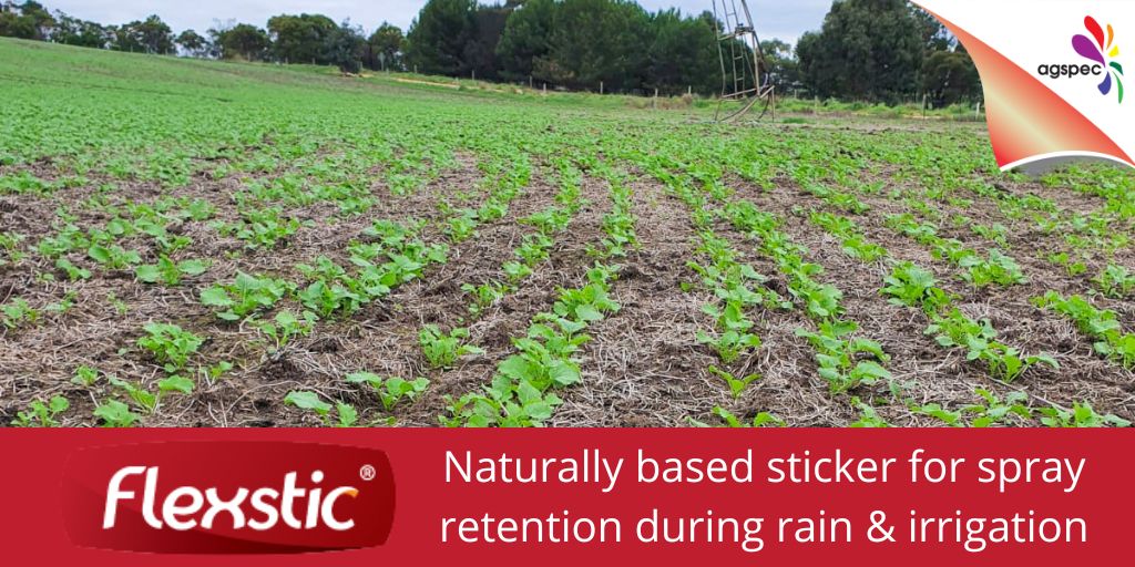 AgspecAus's tweet photo. #Broadacre #growers, did you vote ‘no’ in our post-em #fertiliser poll?
#RapiSol is soft on young leaves, improving growth and limiting the #cropshock seen with sulfate-based fertilisers 🌱
Learn more 👉 https://t.co/WuP1FqKnjh
#Agspec #builtforagchem https://t.co/CfXcwmZ9JC