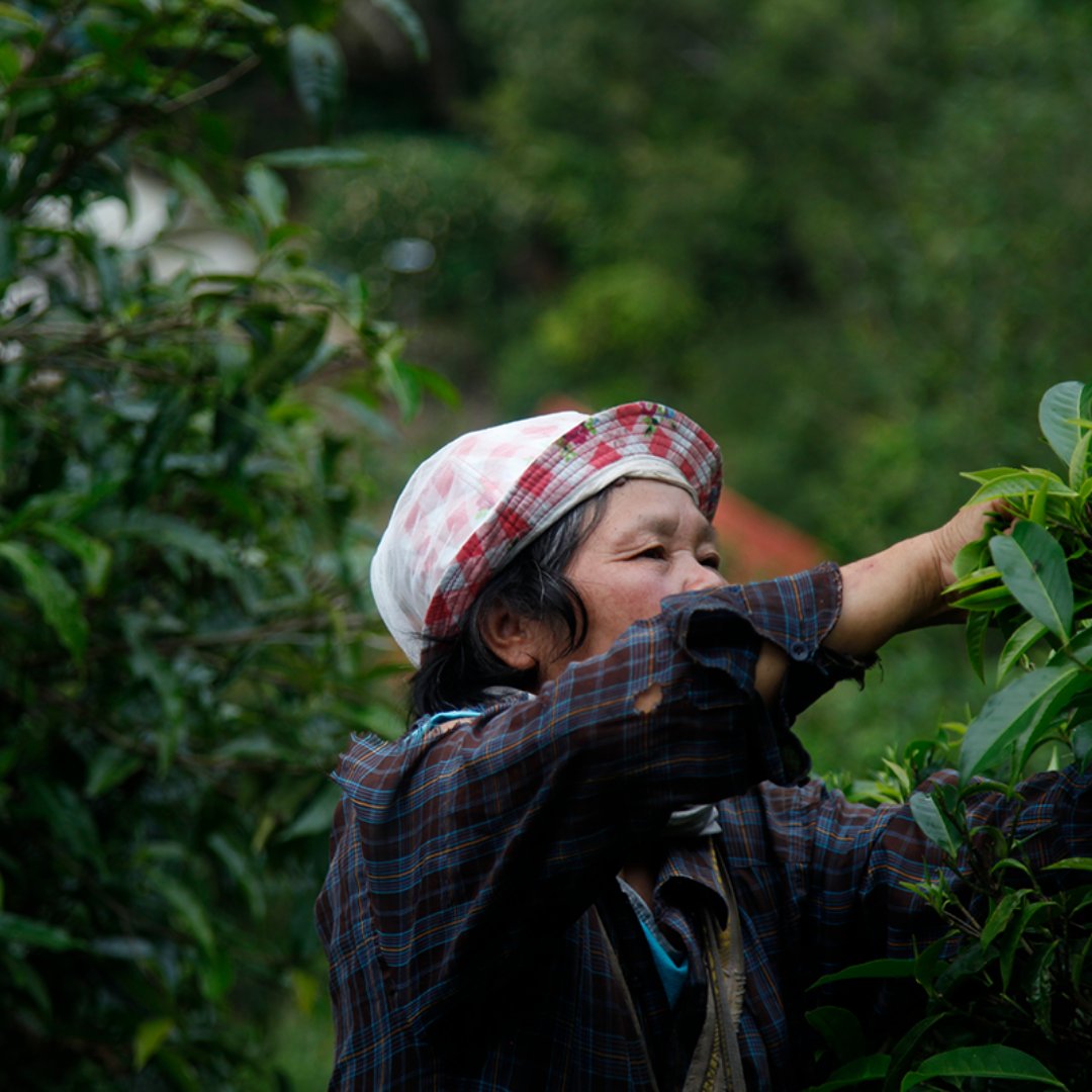 palaisdesthes's tweet photo. François-Xavier Delmas nous emmène en Thaïlande où les théiers poussent dans la jungle. Un article à découvrir sur le blog https://t.co/rpLJ68oDWl 👉https://t.co/YGgsPhne2U
.
.
.
#chercheurdethe #fxdelmas #palaisdesthes #thé #blog #thailande #voyage #travelblog https://t.co/10LGJYtj5G