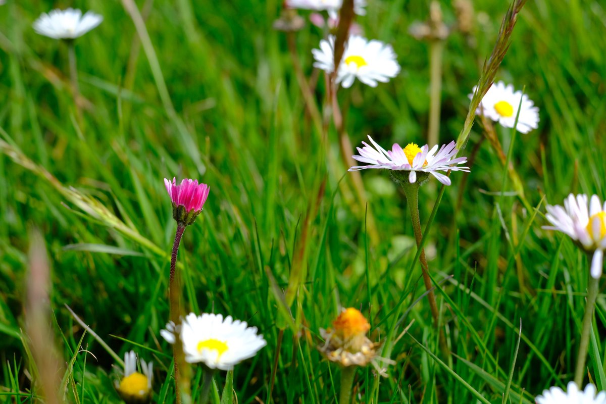 Join LIVE for a meadow tour today as we talk about bringing back meadows to a historic place. Kicking off #NationalBiodiversityWeek with #MeadowMaking!

Location: Valentia Meteorological Observatory, Cahersiveen.
Time:        3 to 4:30pm

No ticket required.