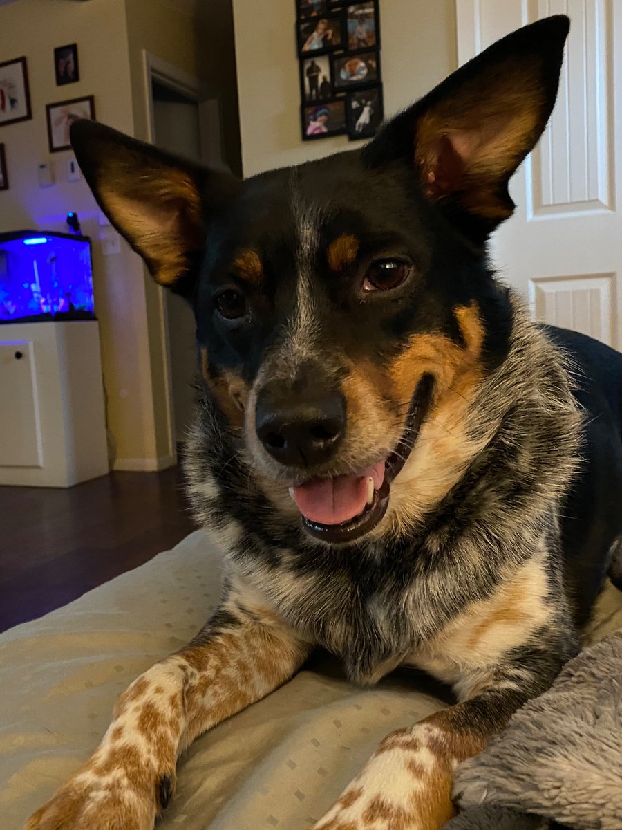 sara_miller111's tweet photo. My crazy Blue Boy - he has some of the cutest expressions!
πΎππππΎ
#bluehealer #puppy #puppylove #sweetboy #PhotoOfTheDay https://t.co/3g3d3XIwi5