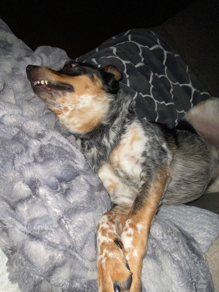 sara_miller111's tweet photo. My crazy Blue Boy - he has some of the cutest expressions!
πΎππππΎ
#bluehealer #puppy #puppylove #sweetboy #PhotoOfTheDay https://t.co/3g3d3XIwi5
