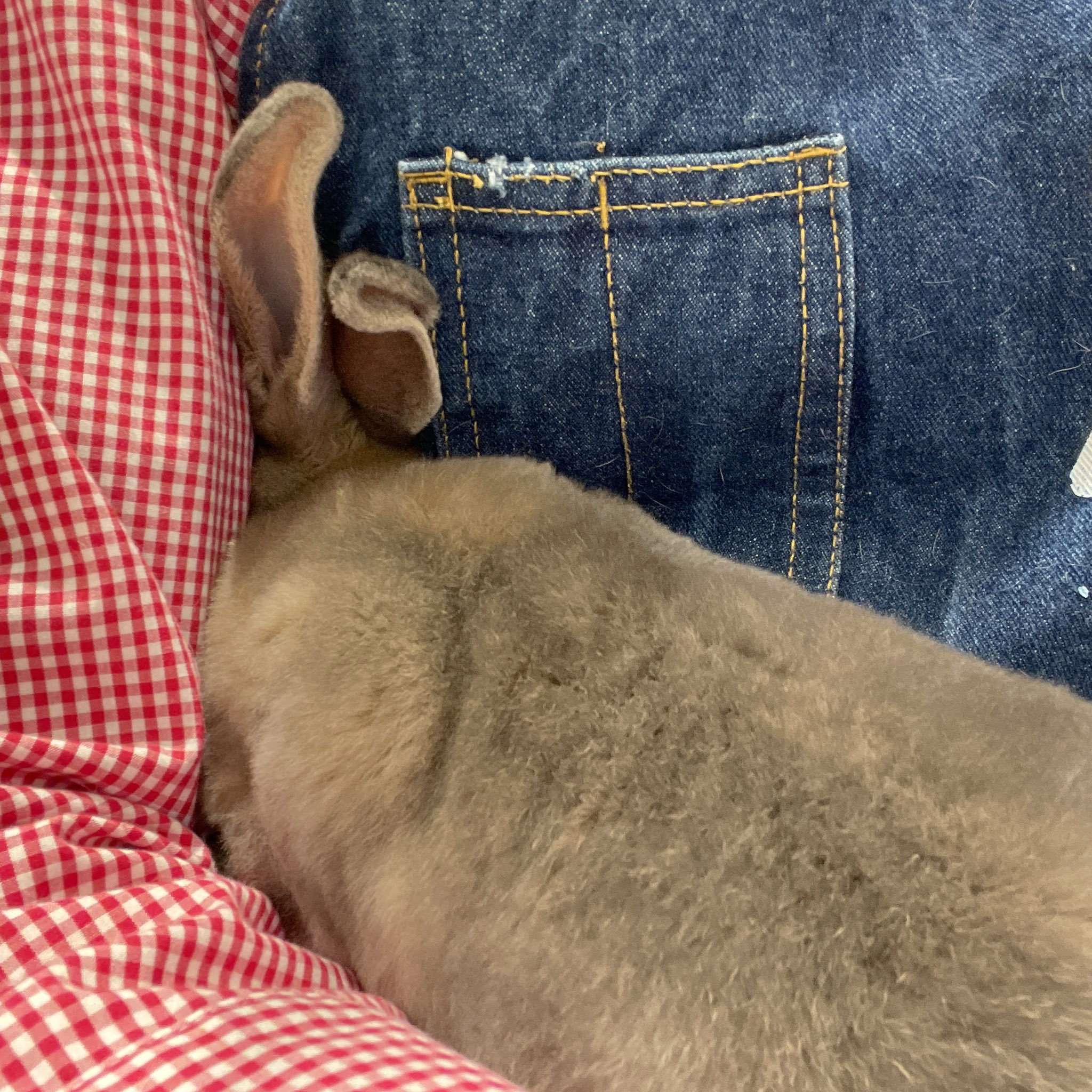 うさぎのしっぽ幕張新都心店 健康チェックいやー の図 うさぎのしっぽ うさぎのしっぽ幕張新都心店 うさぎ ミニレッキス 健康チェック 頑張れ うさぎのいる生活 T Co Ethuqqbb2x Twitter うさぎのしっぽ幕張新都心店 健康チェックいやー の図 うさぎのしっぽ うさぎのしっぽ幕張新都心店 うさぎ ミニレッキス 健康チェック 頑張れ うさぎのいる生活 T Co Ethuqqbb2x Twitter