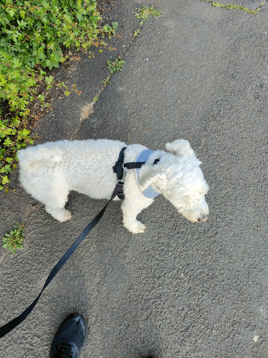 MartynReah's tweet photo. Day 13  #OutRunWalkMayHaylingCollege

My Target for @hayling_college #OutRunMay is 150km 

Another 5km done #StandWithUkraine 

Looking forward to the weekend and getting back on track 
#teacher5aday #exercise #notice https://t.co/rlCtETcSNJ