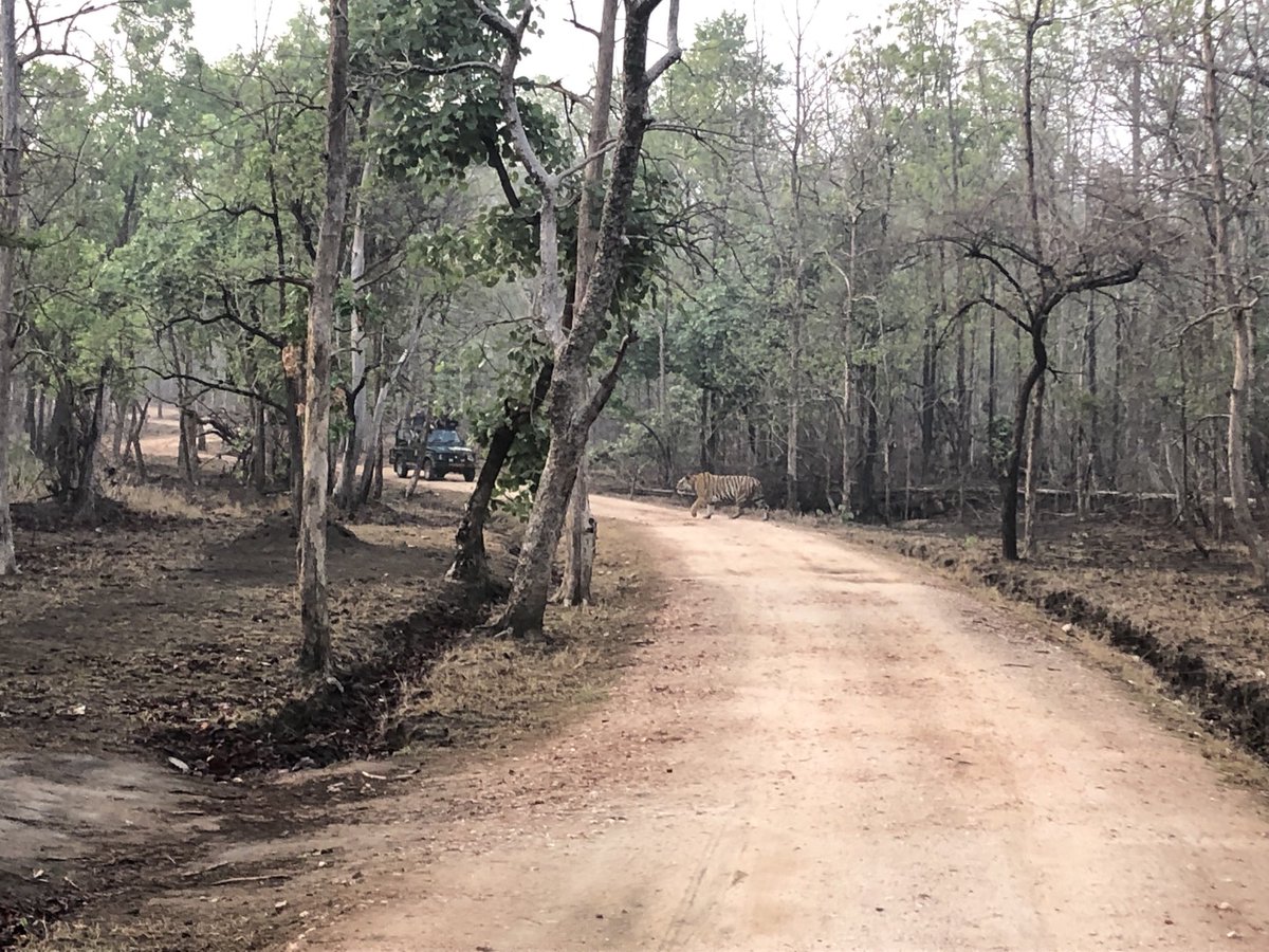 sanjeevnambudir's tweet photo. A good day at #PenchTiger Reserve - more #Tiger time on the agenda as the trail continues https://t.co/NMmqztan9x