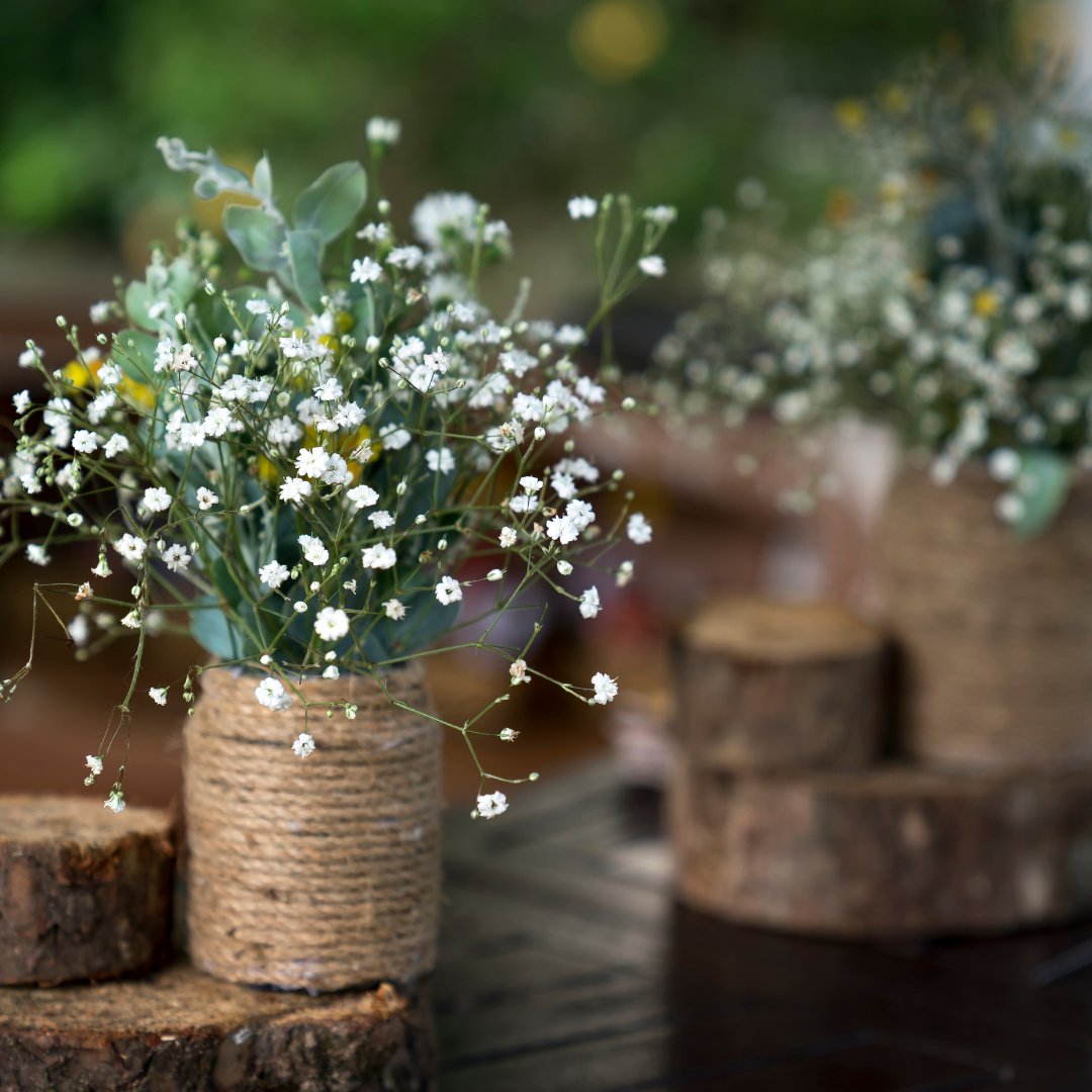 HouseplantJoy's tweet photo. Look at this beautiful plant! Such pure beauty! ๐
#houseplant #indoorplant #planters #plantinspiration #houseplantclub #plantdecor #houseplantcollection https://t.co/OOk2YPmbxX
