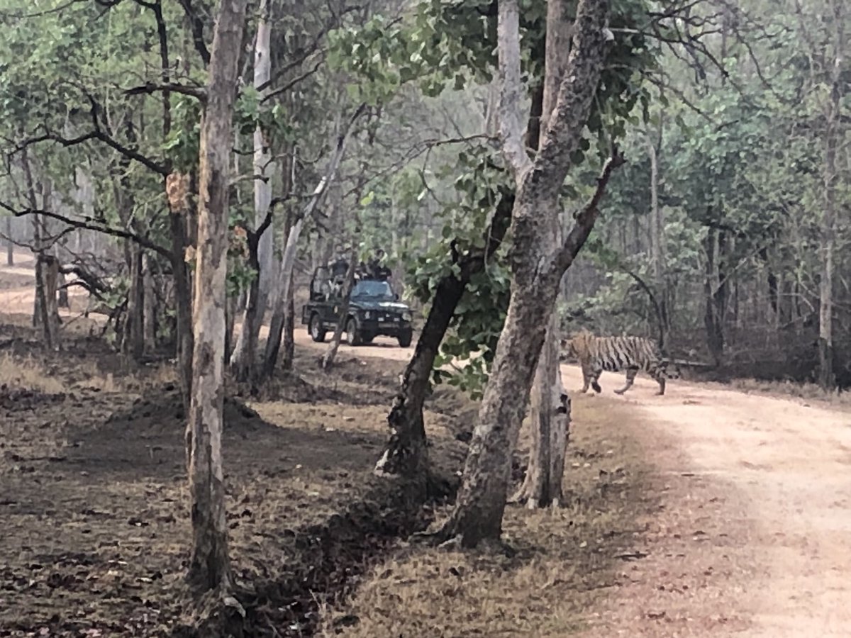 sanjeevnambudir's tweet photo. A good day at #PenchTiger Reserve - more #Tiger time on the agenda as the trail continues https://t.co/NMmqztan9x