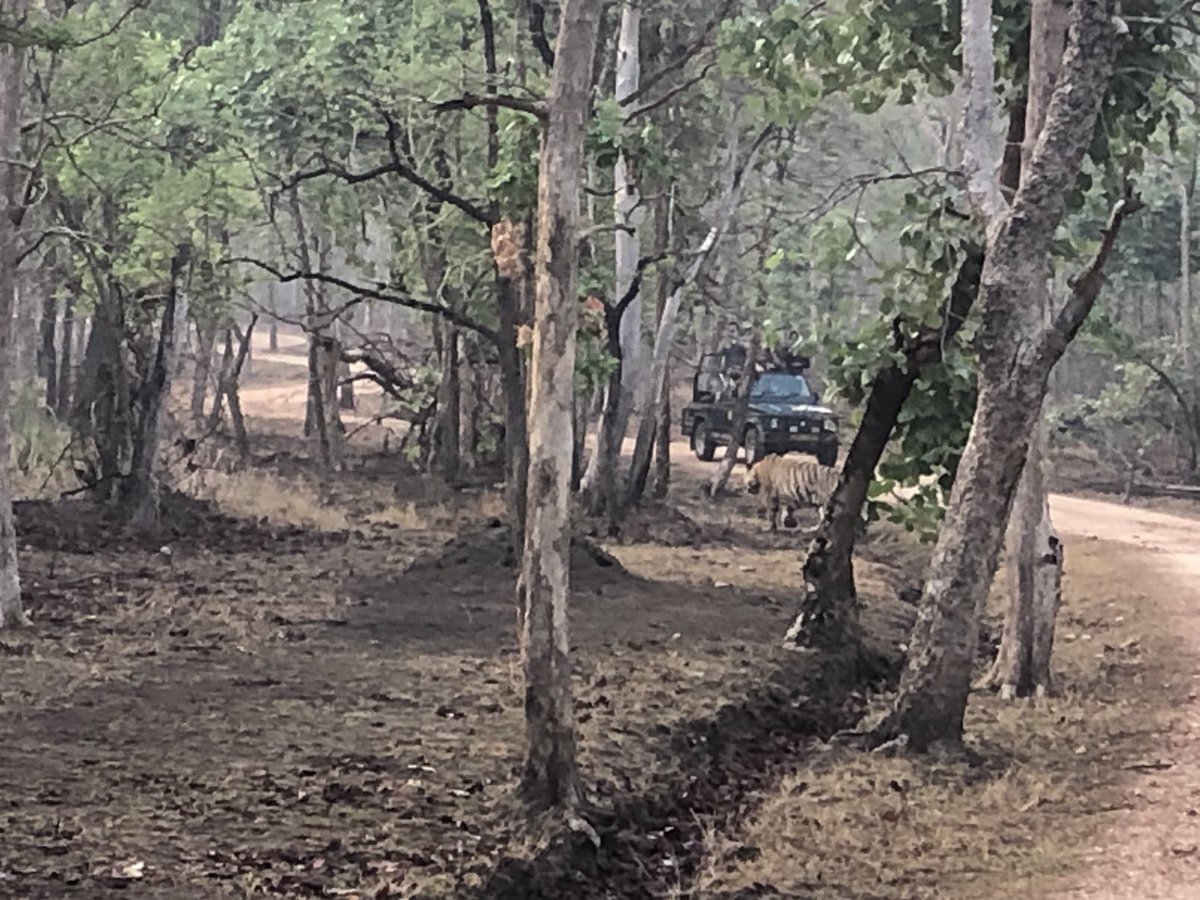 sanjeevnambudir's tweet photo. A good day at #PenchTiger Reserve - more #Tiger time on the agenda as the trail continues https://t.co/NMmqztan9x