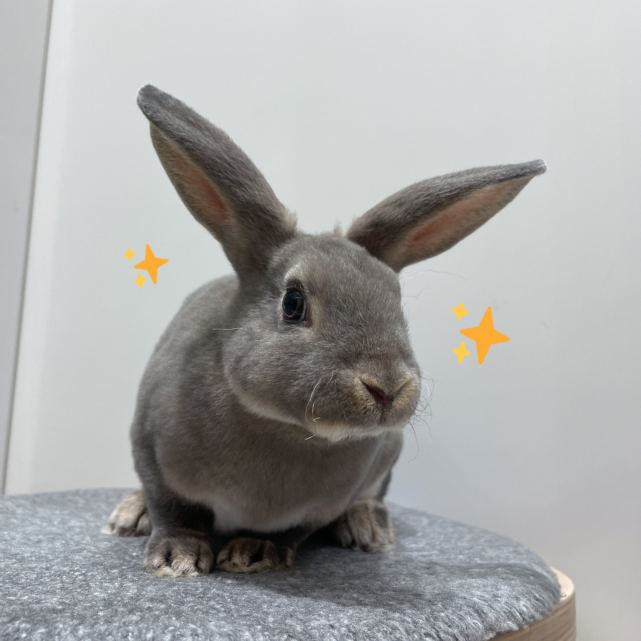 うさぎのしっぽ幕張新都心店 よく頑張りました うさぎのしっぽ うさぎのしっぽ幕張新都心店 うさぎ ミニレッキス 健康チェック いいこ これから慣れていこうね うさぎのいる生活 T Co Bxsrntju8y Twitter