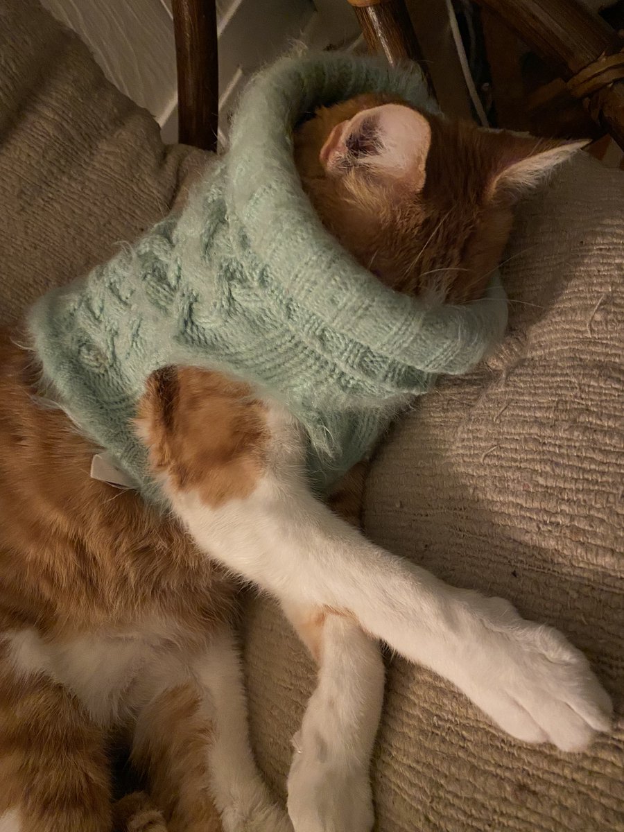 WeenutandOliver's tweet photo. Oliver echoing my thoughts on studying right now. #CatsOfTwitter #catsofinstagram #cats #catsinsweaters #orangetabby #ginger https://t.co/MPSxH5ZmQV