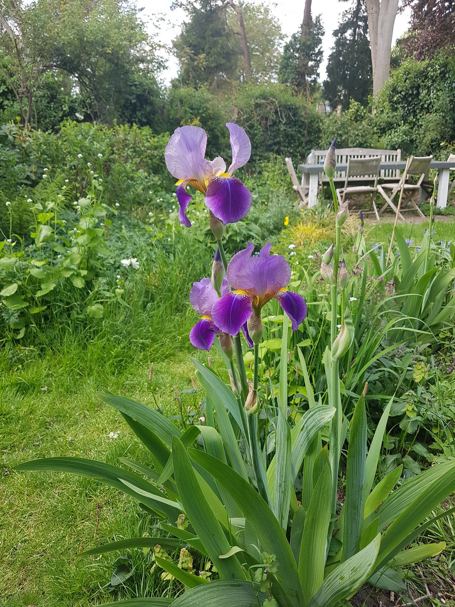 MagazineMetier's tweet photo. Goedemorgen vanuit eigen tuin.... https://t.co/SOuOYwGLFe