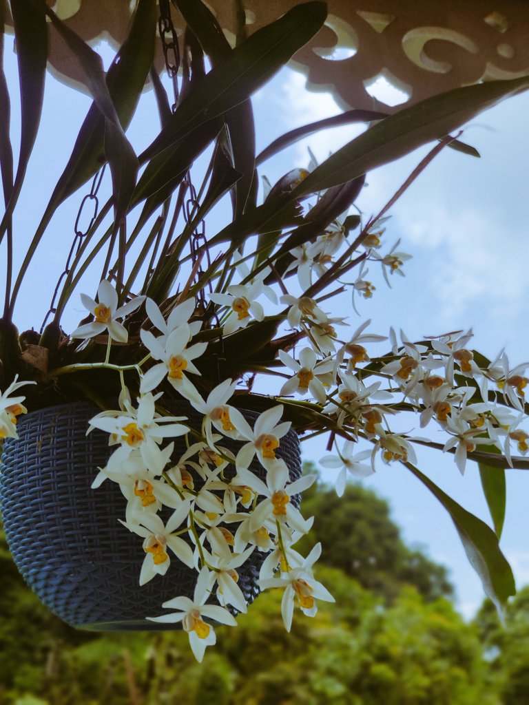 sayantani8's tweet photo. কত ফুলের গন্ধে মোর মন মাতায়....
#traveldairies #metime #travelphotography #northbengal #jhandi https://t.co/d89SEbbuJu