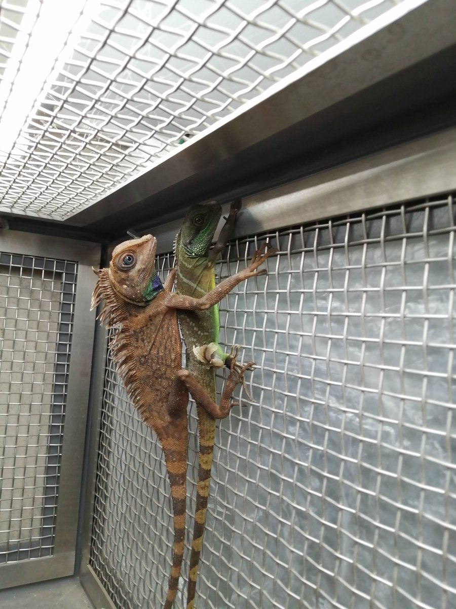 ベルモリドラゴンを展示開始して約1ヶ月 慣れてきたのか展示場内を動き回るようになりました 同居中のインドシナウォータードラゴンとも仲良く暮らしてます 足立区 生物園 爬虫類 ベルモリドラゴン インドシナウォータードラゴン 足立区 足立区民ニュース