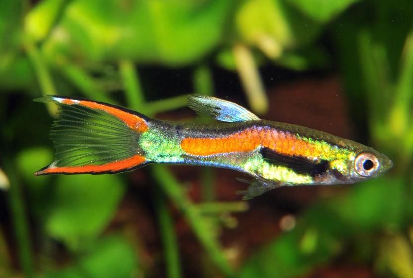 VladimirJanovic's tweet photo. My little Indians (Poecilia wingei) 🐟
#aquarium #nature #fish #Venezuela #Poecilia #Wingei #Endler https://t.co/PRCoJNdnB7