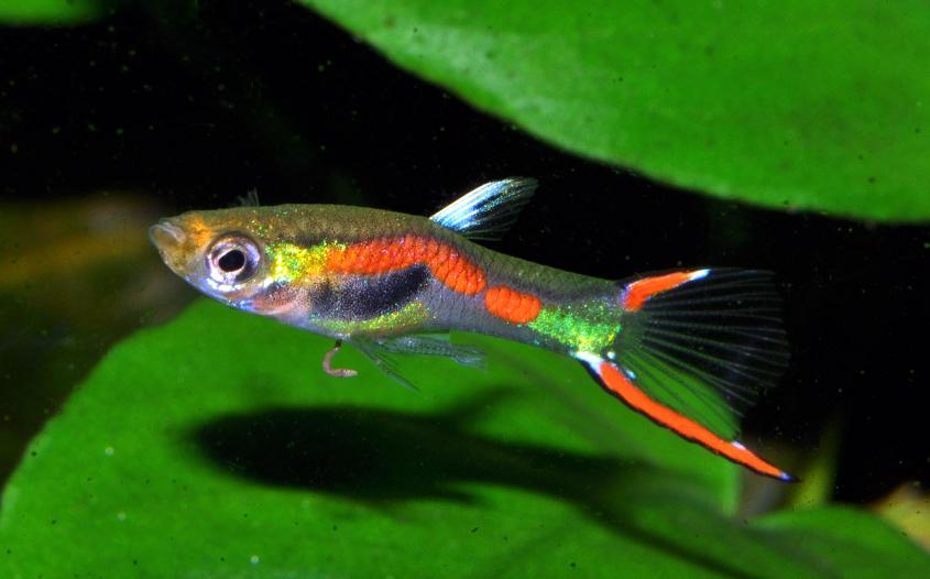 VladimirJanovic's tweet photo. My little Indians (Poecilia wingei) 🐟
#aquarium #nature #fish #Venezuela #Poecilia #Wingei #Endler https://t.co/PRCoJNdnB7