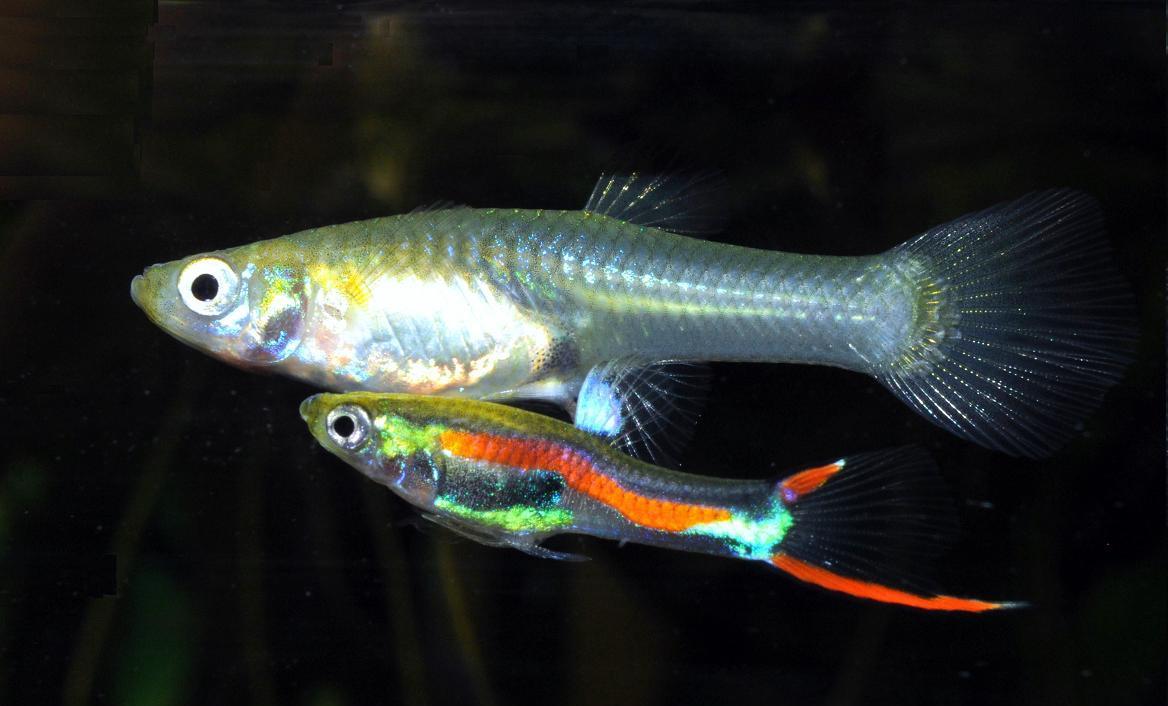 VladimirJanovic's tweet photo. My little Indians (Poecilia wingei) 🐟
#aquarium #nature #fish #Venezuela #Poecilia #Wingei #Endler https://t.co/PRCoJNdnB7