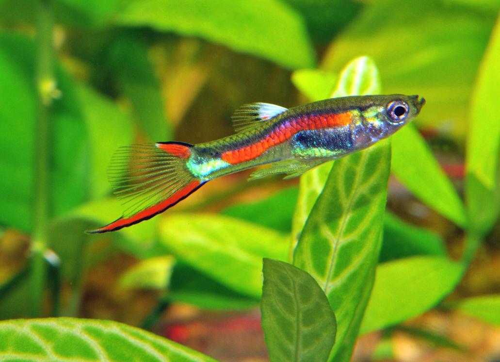 VladimirJanovic's tweet photo. My little Indians (Poecilia wingei) 🐟
#aquarium #nature #fish #Venezuela #Poecilia #Wingei #Endler https://t.co/PRCoJNdnB7