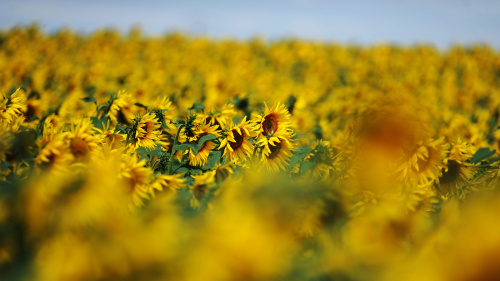 F3Bourgogne's tweet photo. Pénurie d'huile : la culture du tournesol augmente en Bourgogne-Franche-Comté... mais pas assez

https://t.co/hs4J6XUgvK https://t.co/ZGTrRJeU3f