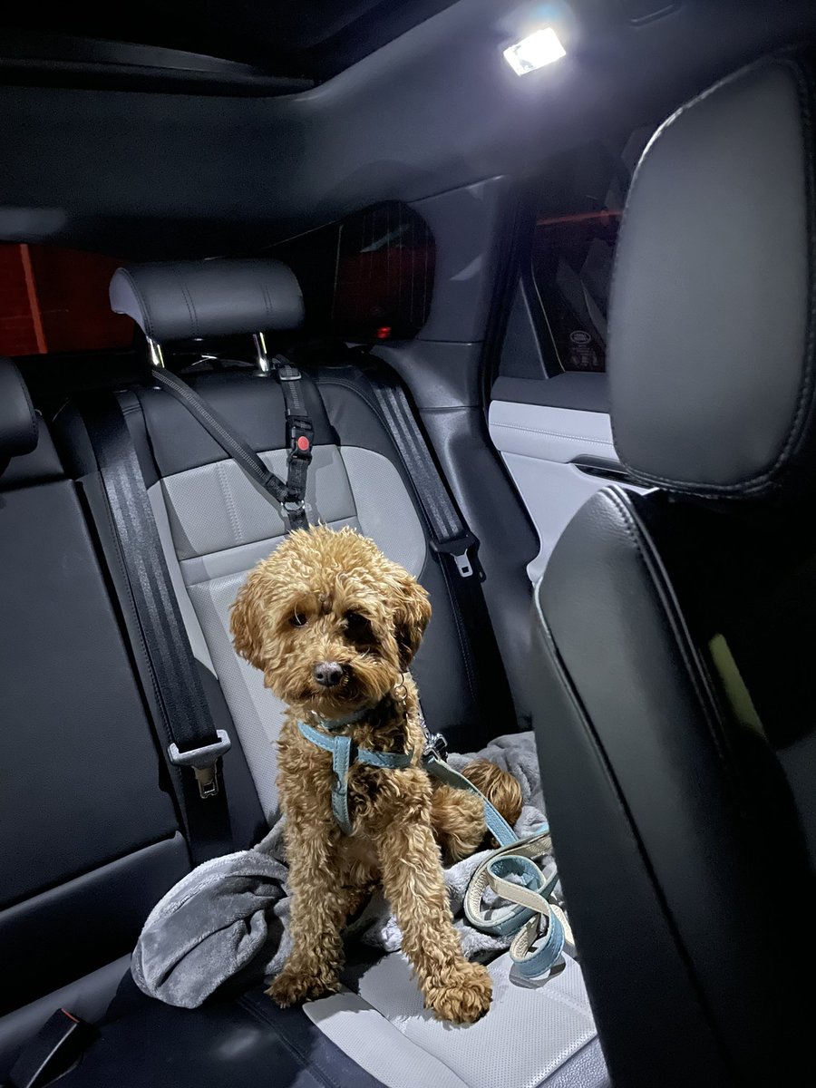 Juicylucy_m2's tweet photo. @thisisheart I am single and have a beautiful cavapoo but I’ve been told people will fall in love with her before they fall in love with me! https://t.co/bsU9dkbb6s