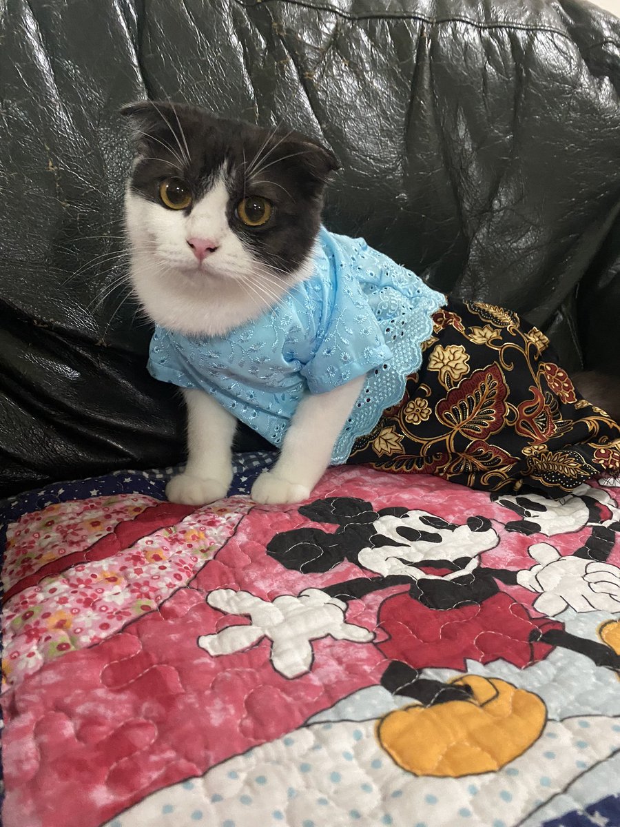 hanishelda's tweet photo. The A’s 🐈🐈‍⬛ https://t.co/B62Twt3t2B