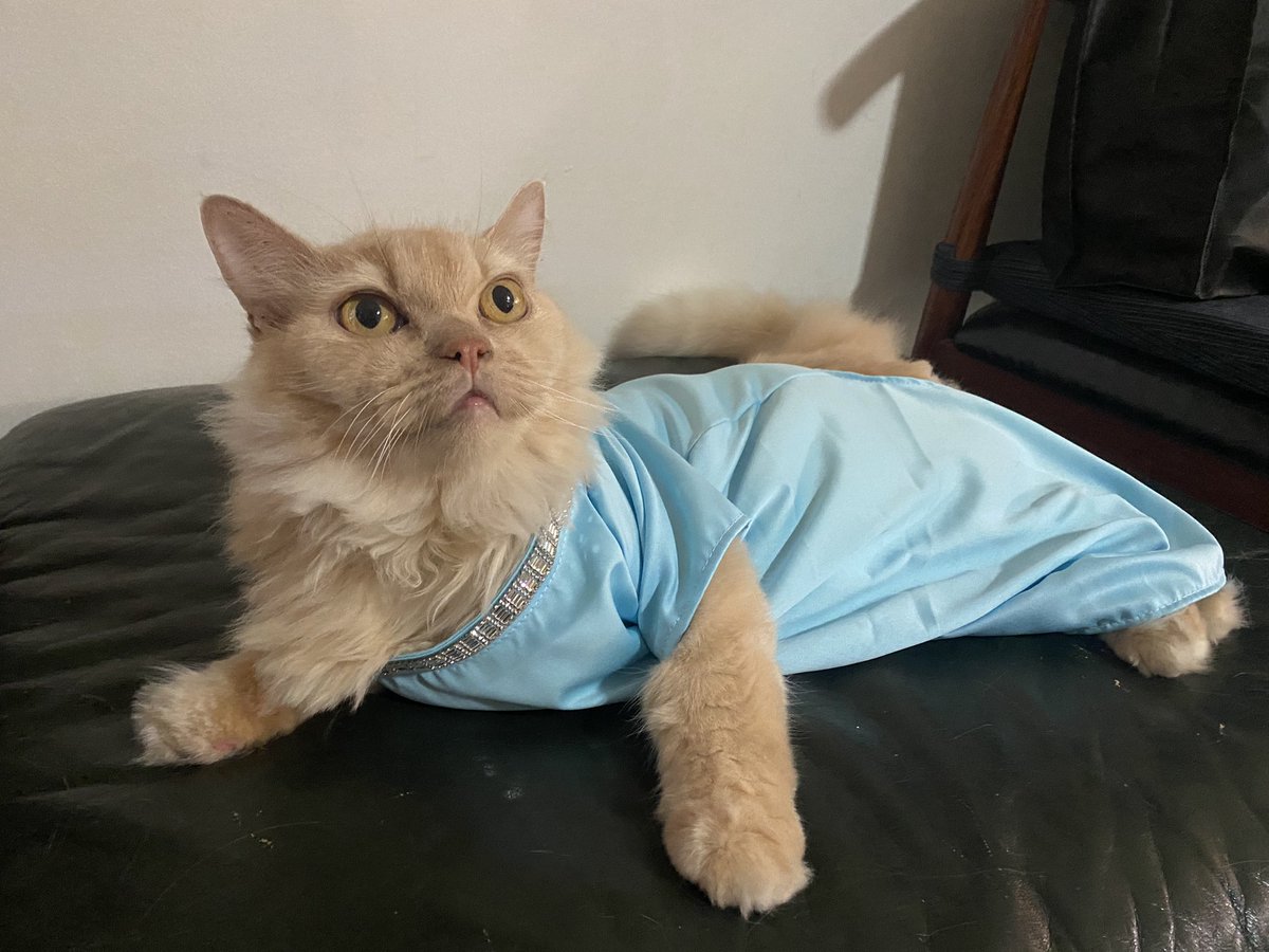 hanishelda's tweet photo. The A’s 🐈🐈‍⬛ https://t.co/B62Twt3t2B