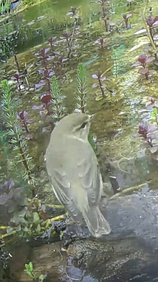 Chiffchaff cropped. Need a better #Pondcam #WildlifeCam, any recommendations #TwitterNatureCommunity #birdphotography?