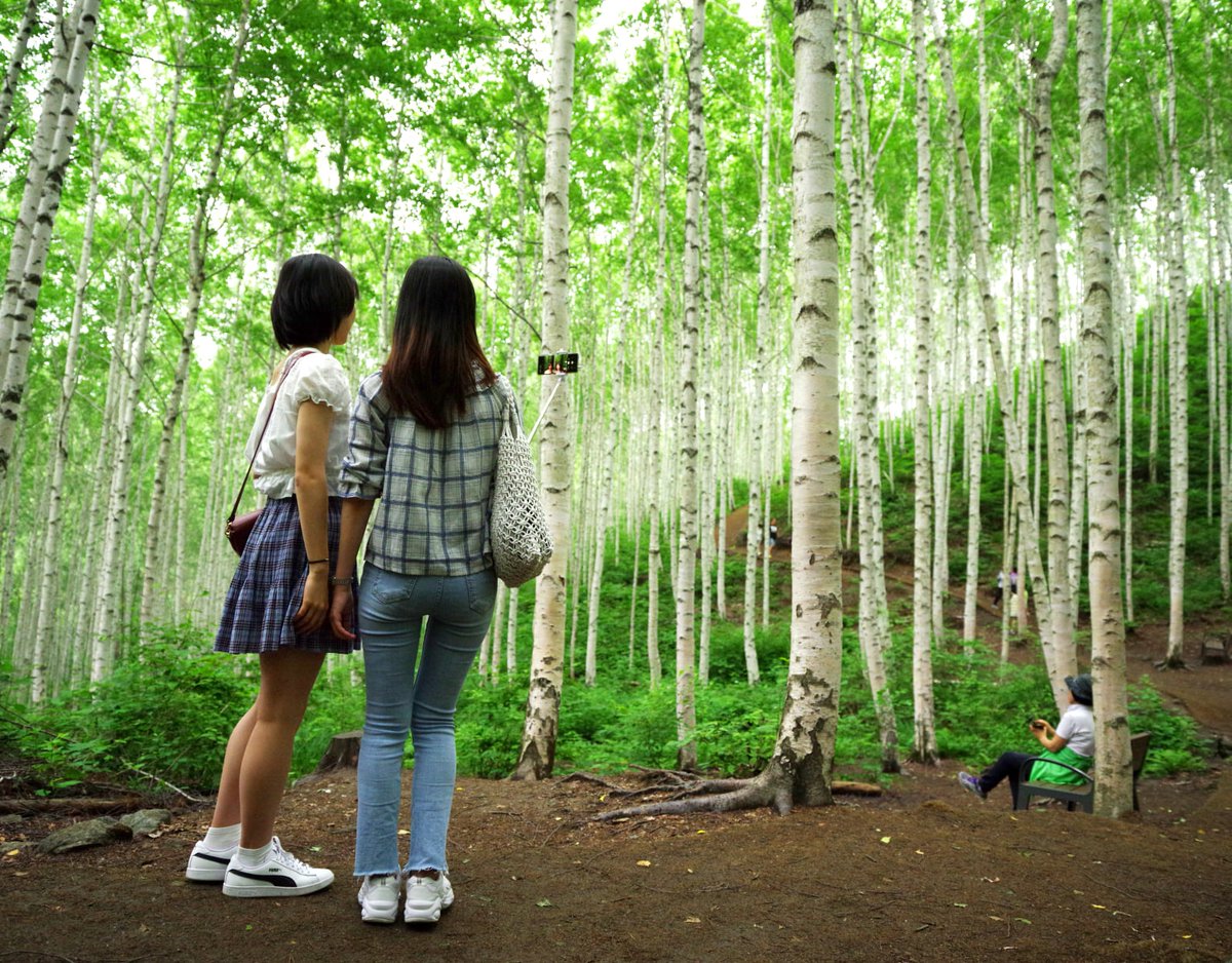 msrhealingroad's tweet photo. {Travel] Stressed mind? Tired body? Heal yourself with a bit of forest bathing in one of Korea’s most beautiful wooded areas. Wondaeri Birch Forest in Inje!! ▶ https://t.co/zFEAk4f3IV #Inje #AmazingInje #Wondaeri #BirchForest #Misiryeong #JourneyToHealing #MisiryeongHealingRoad https://t.co/njs8UkcvBI