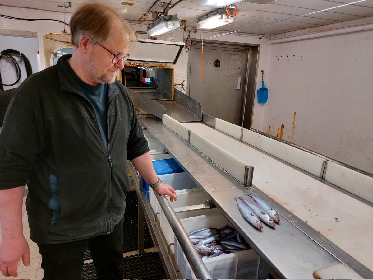 ssakinan's tweet photo. A month ago observing blue whiting at west of UK during their spawning aggregation. Now in the #NorwegianSea some adults seems to be already back to their homeland. Some photos from IESNS survey 2022 targeting spring spawning herring and juvenile bluewhiting ca 70° N on RV #DANA https://t.co/OJfluNNMVd