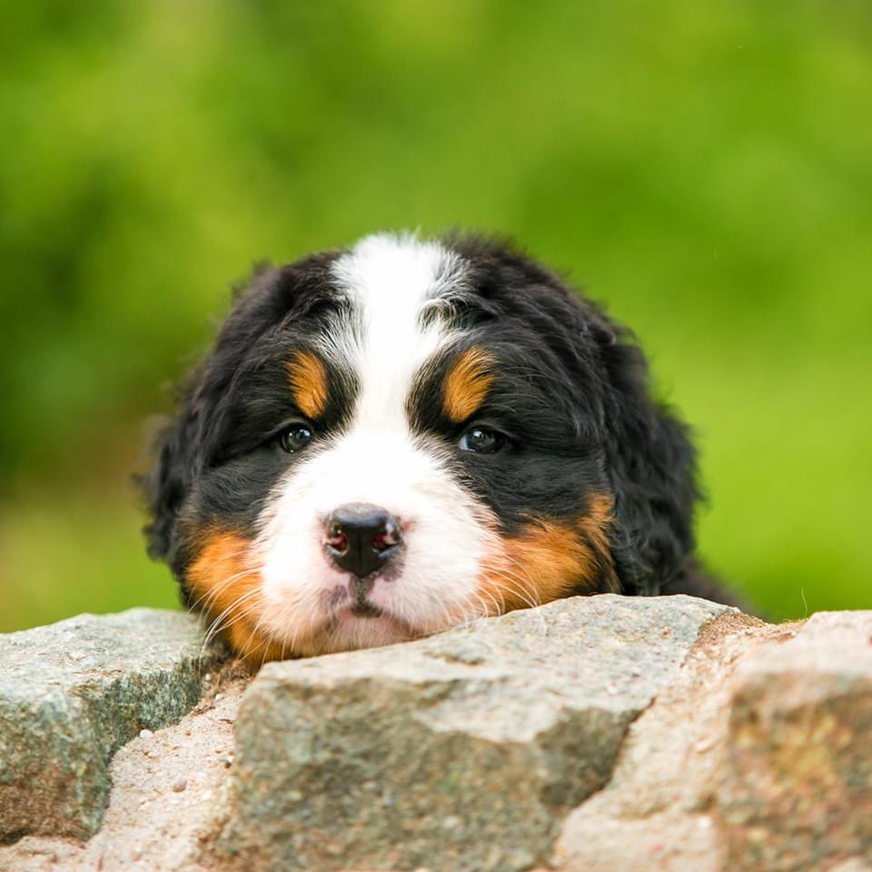 pasturegreen_'s tweet photo. Happy 3rd Birthday to our Pudding (Bernsego Mulberry at Pasturegreen)

#pasturegreenbernese #bernesemountaindogbreeder #happybirthday #birthdaygirl #happy3rdbirthday #bernesemountaindog #bernese #berner #bernesepuppy #bernerpuppy #bernesemountaindogpuppy https://t.co/KJRje2lgXn