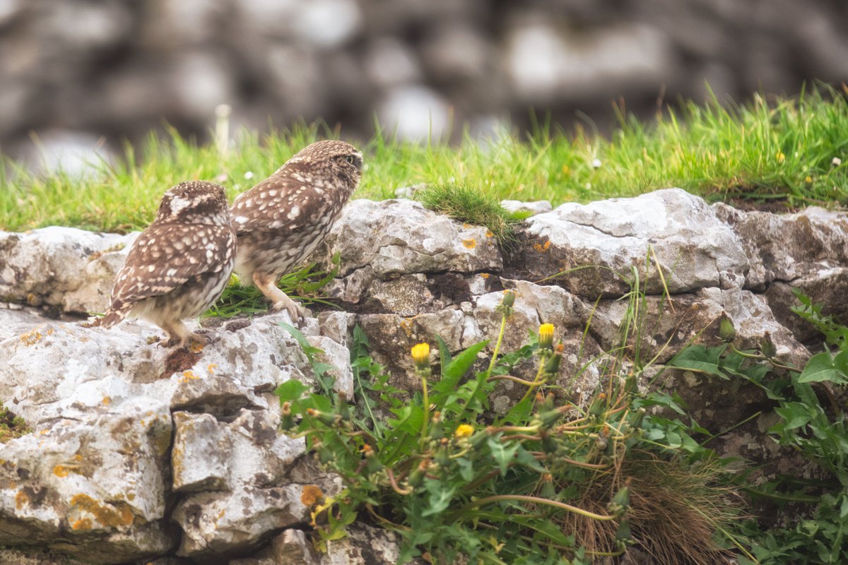 So happy to see Millie this morning with hubby 🙂 🙂