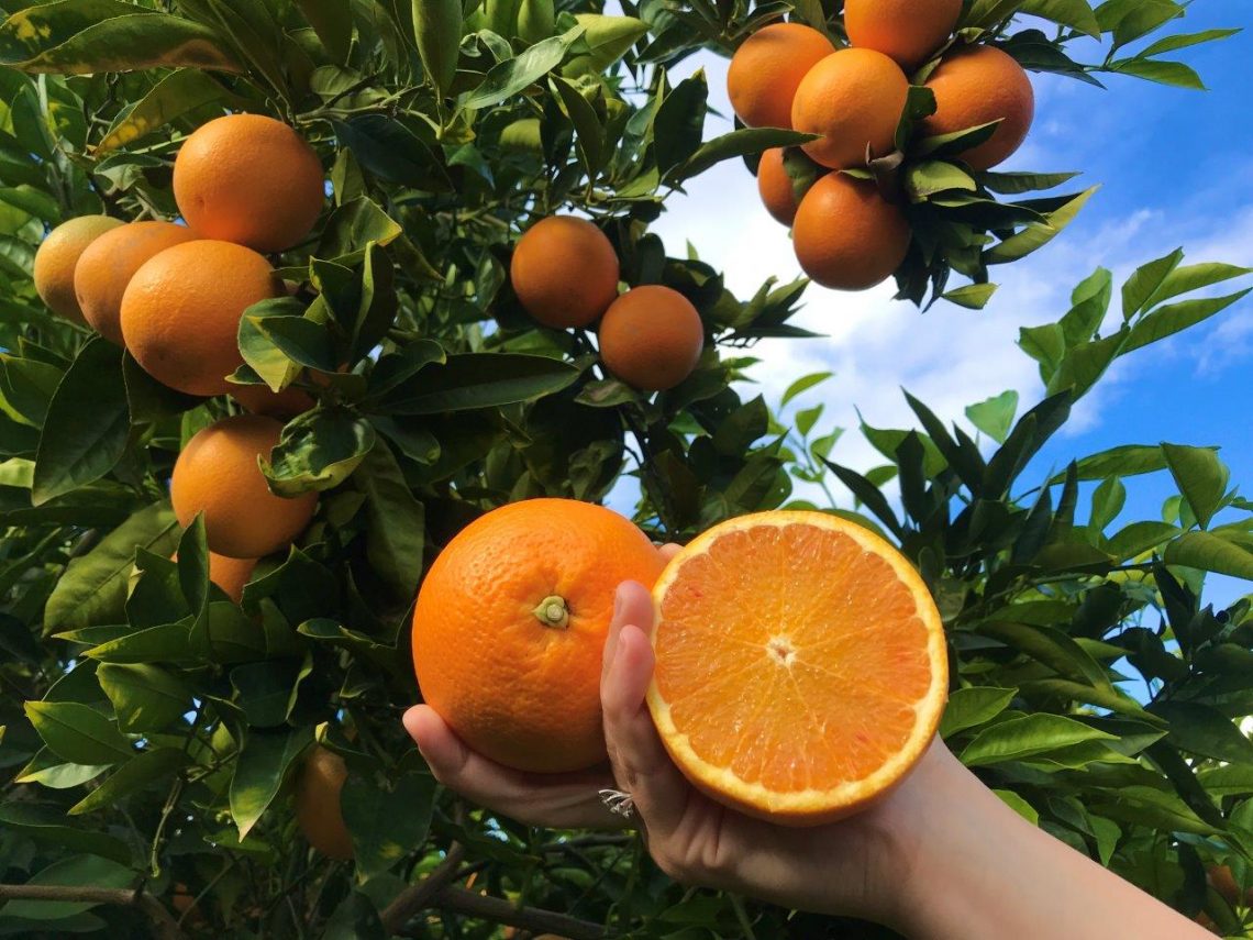 ElenaEAlbertini's tweet photo. 👨🌾#Generazioni solidali studenti Eredia+#tracciabilità #Arance provenienti da beni confiscati alla mafia
#Agrumeto gestito dalla mafia ora #legalità #partecipazione e #condivisione
🍊raccolte trasformate in marmellata e distribuite alla @CaritasItaliana
➡️
https://t.co/VyUukRIH4H https://t.co/79CBVt0Ws1