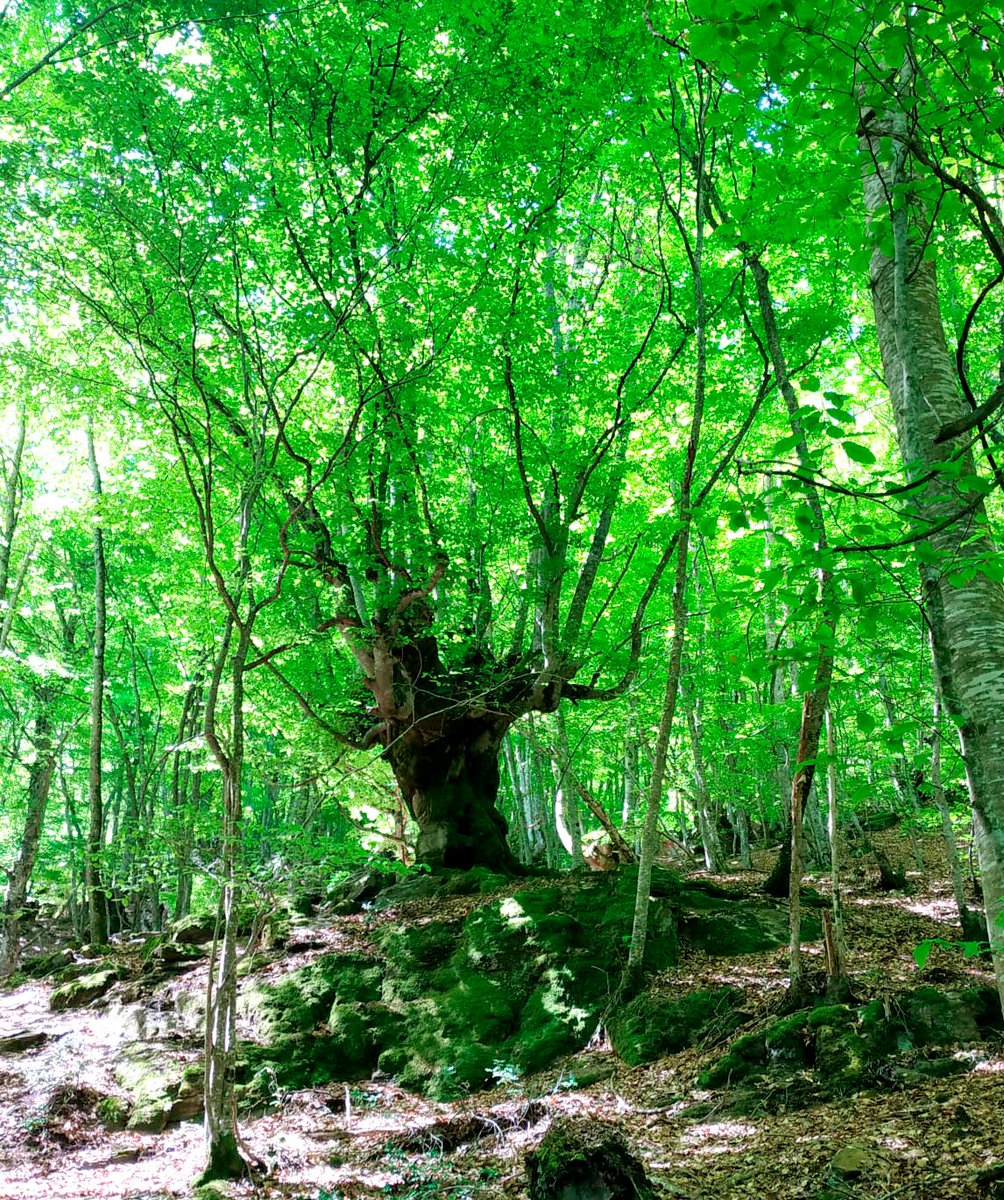 SusanaRLezaun's tweet photo. Esta semana he tenido la suerte de descubrir el #ValleDeAran. Montañas, agua, bosques, pueblos, gastronomía, paz, desconexión... No entiendo cómo he tardado tanto en ir. Lo que es seguro es que volveré. #Vielha #Bossots #Carlac #SautFethPish #Bausen #Bagergue #Gausac https://t.co/c9ZPIOO2zg