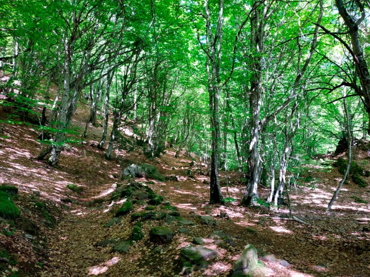 SusanaRLezaun's tweet photo. Esta semana he tenido la suerte de descubrir el #ValleDeAran. Montañas, agua, bosques, pueblos, gastronomía, paz, desconexión... No entiendo cómo he tardado tanto en ir. Lo que es seguro es que volveré. #Vielha #Bossots #Carlac #SautFethPish #Bausen #Bagergue #Gausac https://t.co/c9ZPIOO2zg