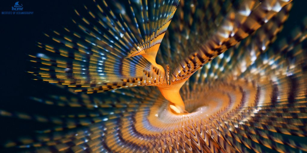 HcmrInOcean's tweet photo. ๐The #Mediterranean #fanworm, also known as the #spiral #tubeworm for the #helicalshaped #crown adorning its top, mostly occurs on soft #seabeds where, by secreting #mucus, it cements #sand grains together to construct its long #membranous #tube home.
โก๏ธhttps://t.co/oFG9wKZ8gp https://t.co/wjOP4ooRLM