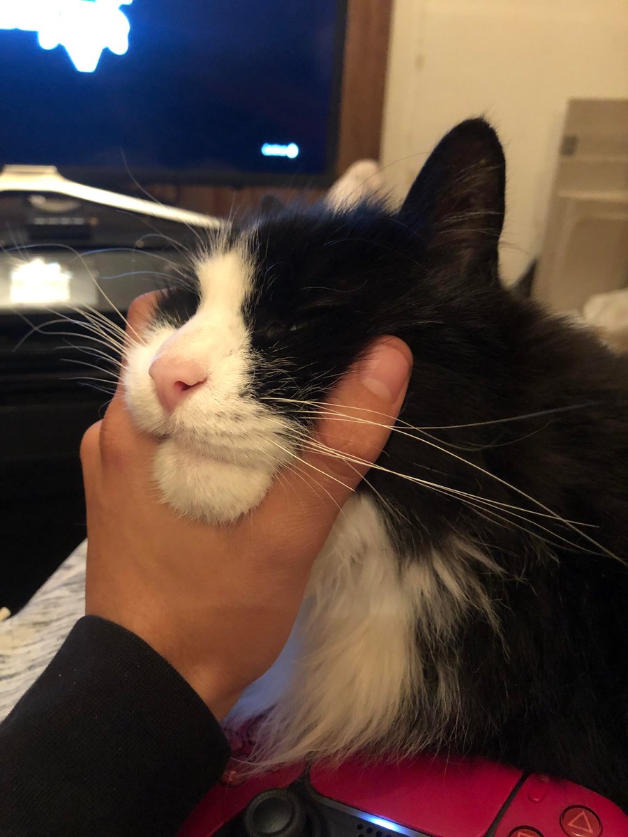 AwwHourly's tweet photo. My cat likes to fall asleep with his head being propped up, obviously as his human that's my job. - #asleep #cat #fall #Human #job #likes #propped https://t.co/OpEWaEbhAn