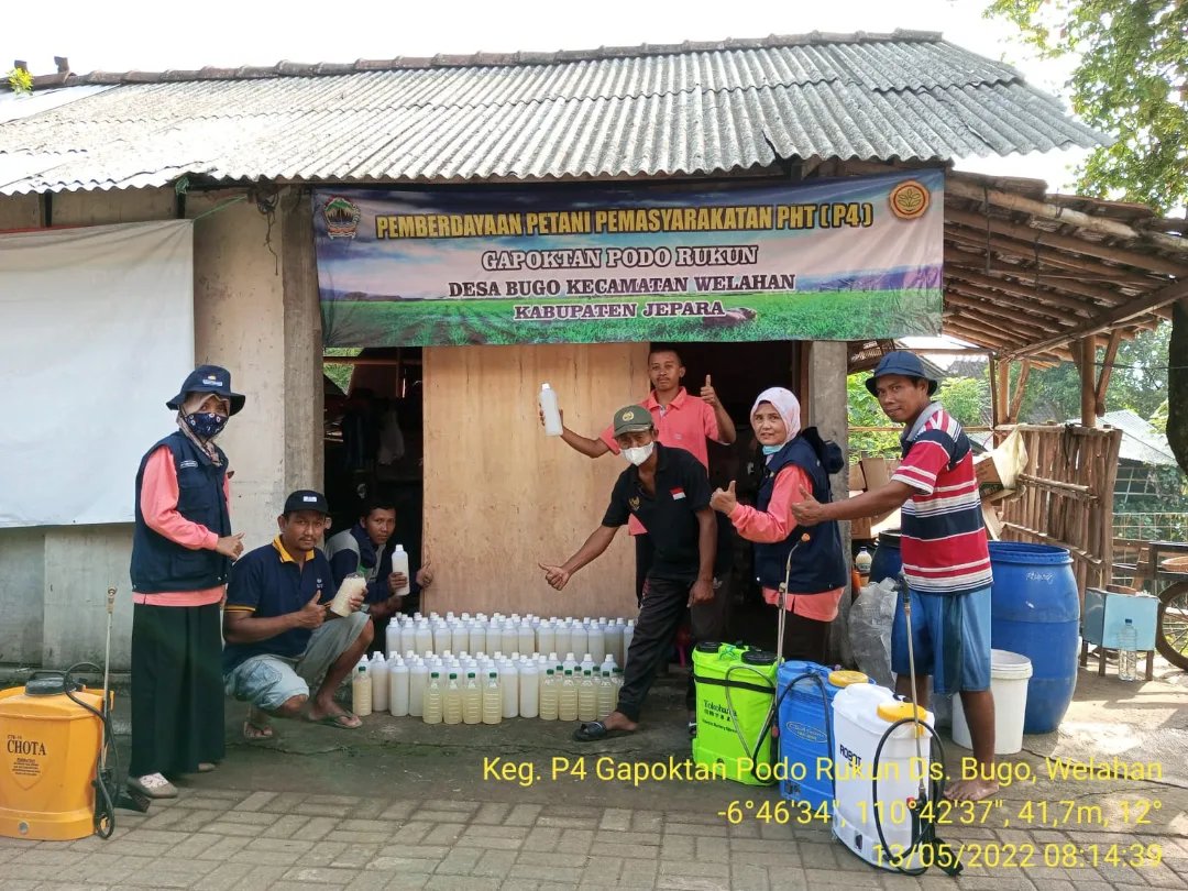 dkpp_jepara's tweet photo. Gerakan Pengendalian Organisme Pengganggu Tanaman (Gerdal OPT) dengan menggunakan bakteri Paenibacillus di Gapoktan Podo Rukun Ds. Bugo Kec. Welahan. https://t.co/LKR8Fancha