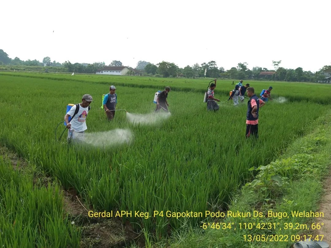 dkpp_jepara's tweet photo. Gerakan Pengendalian Organisme Pengganggu Tanaman (Gerdal OPT) dengan menggunakan bakteri Paenibacillus di Gapoktan Podo Rukun Ds. Bugo Kec. Welahan. https://t.co/LKR8Fancha