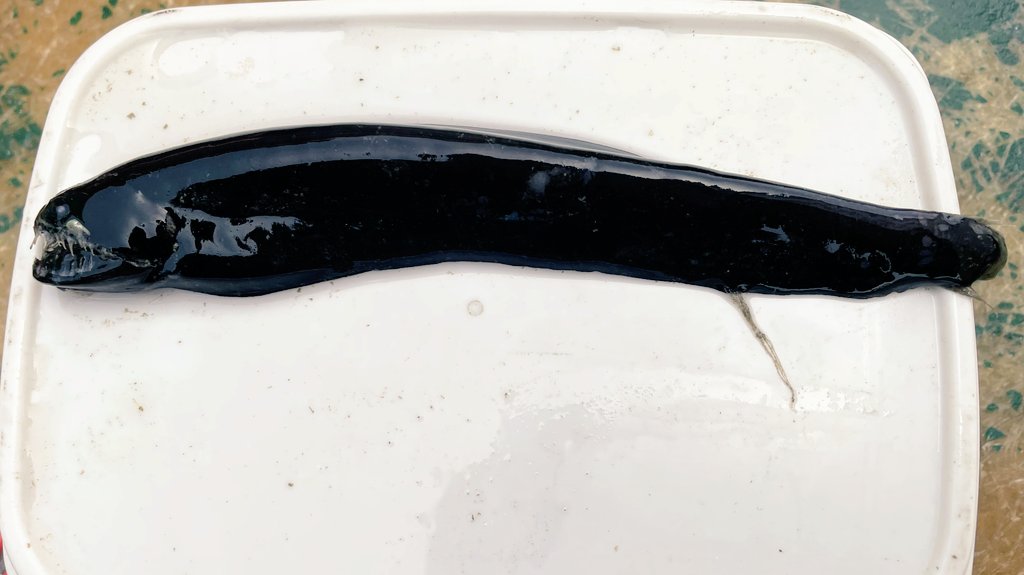 shinkaigyo_ch's tweet photo. BLACK SERIES!!
Fish that have been specially tuned for the deep sea!!
#Japan,#Shizuoka,#Heda,#Deep_Sea,#Deep_Sea_Fish,#Suruga_Bay,#Traditional_Trawl_Fishing https://t.co/dCr8Hk3ImP
